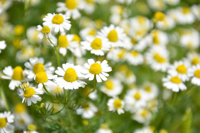 Organic Chamomile Tea, Crete Greece Organic Chamomile Tea, Crete Greece